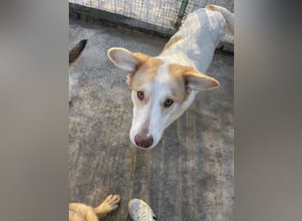 LEEBA - Ein Herz auf vier Pfoten sucht ihr Zuhause Zuhause oder Pflegestelle zum 06.09.2025 gesucht!