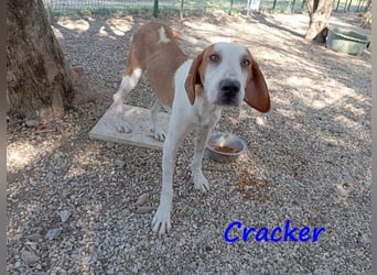 Cracker 10/2021 (in Deutschland) - verschmuster und treuer Rüde!