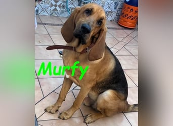 Notfall Murfy geb. 12/2019 (in Belgien) - Sabueso Espanol Rüde sucht DRINGEND ein Zuhause!