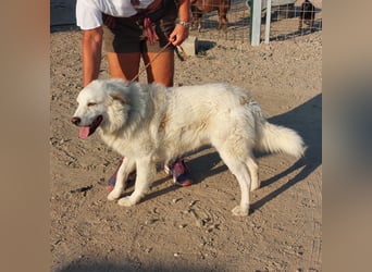 Pastorello: Traumhund sucht...