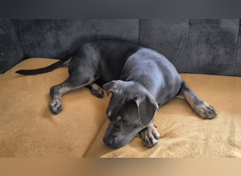 Süße Labradorwalmaraner/ American bully (pocket) Mix