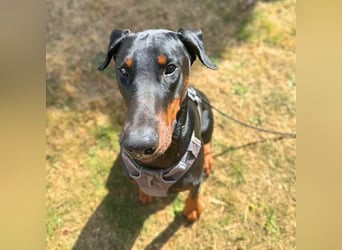 Stöpsel - Dobermann-Riesenbaby