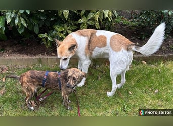 Fido, Dein neuer, treuer Begleiter, PS in 31303 Burgdorf