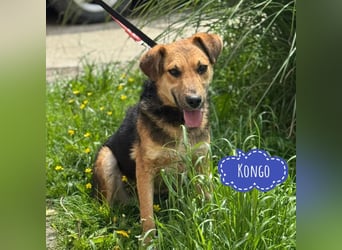 Kongo ein sehr sozialer Rüde