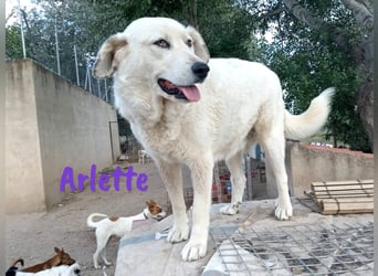 Arlette 09/2020 (ESP) - ruhige, noble und sanfte Herdenschutz-Mix Hündin!