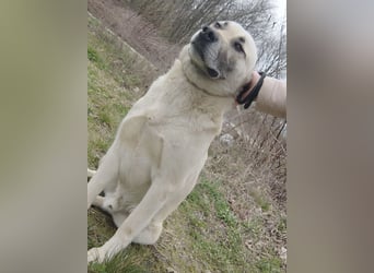Balto ein großer braver Bub