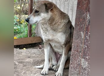Schüchterne Nika