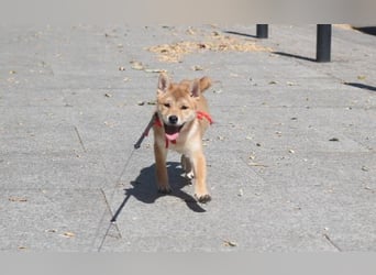 Schöne rote Shiba inu Welpen MEI, MIKA, MASARU mit FCI dokumenten