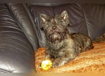 Cairn-Terrier-Welpen von-der-Iburg bietet sehr schönen Rüden