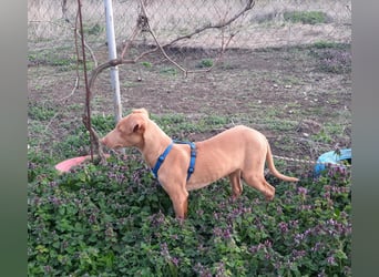 Pharaonenhund Fahid