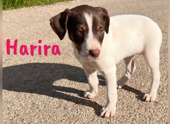 Harira 12/2024 (ESP) - neugierige, süße Bodeguero-Pinscher-Mix Welpin!