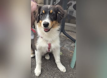 Australian Shepherd Hündin