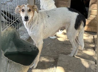 ♥NICOLA♥ hübsche, farbenfrohe,anfangs noch unsichere Hündin,die im Tierheim sehr gestresst ist 51 cm