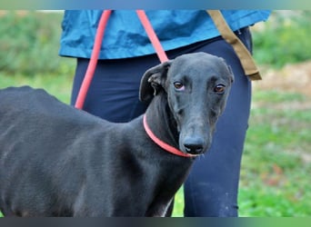 Sirius Black, liebevoller,aufgeschlossener wunderbarer Galgo Mann