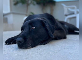 BEPO❤️ verschmuster, kluger Labbi-Senior sucht dringend seine neue Familie