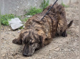 Wunderschön gestromtes Hundekind *Ylva* sucht ihr Zuhause für immer