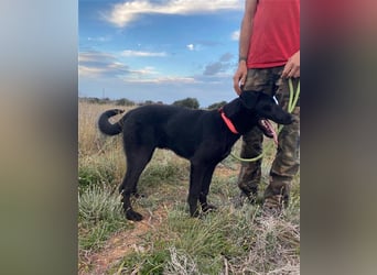 Liebevoller, verspielter Shadow sucht eine Familie!