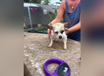 Luna, kleine Chihuahua Hündin geb. 2023