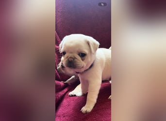 Mops Welpen ( noch 2 Rüde)
