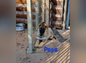Reinrassige Schäferhund Welpen mit SV Papieren