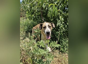 Ruhiger und gelassener Junghund WILLY (2 Jahre) sucht eine Familie