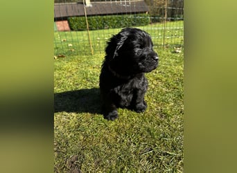 Wunderschöner Golden Retriever - Labrador Mix Welpe