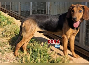 Dora,geb.05/23,liebes,blindes Brackenmädchen sucht ihre Familie