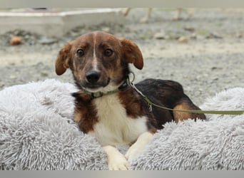 Delvin sucht sein Für-Immer-Zuhause