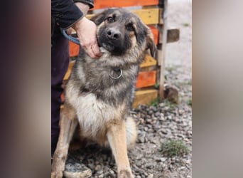 MO❤️ junger, kluger, lernwilliger und sehr hübscher Schäferhund-Mix-Rüde