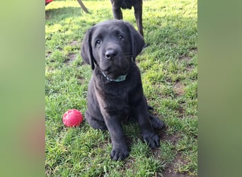1 Labrador Welpe Rüde mit Ahnentafel