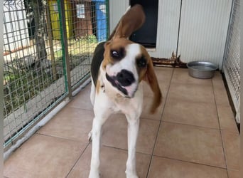 Dimmi – junger französischer Laufhund-Mischling sucht liebevolles Zuhause