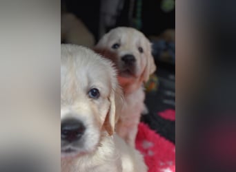 Wunderschöne sehr helle Golden Retriever Welpen
