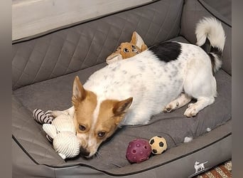 ❤️ superlieber Schmusebär BARNEY - 2,5 Jahre, 28cm/9kg - Jack-Russell-Mix ❤️