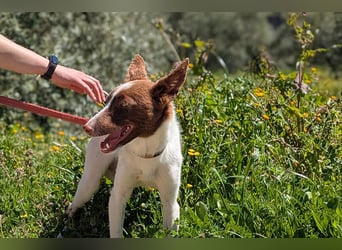 Xisco(PA)  Wunderschöner und sanftmütiger junger Bube