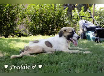 Felix und Freddie suchen absofort ein Zuhause