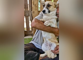 Lilu muss dringend aus dem Shelter