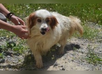 Kiko – einer von zwölf zurückgelassenen Hunden sucht ein neues Zuhause