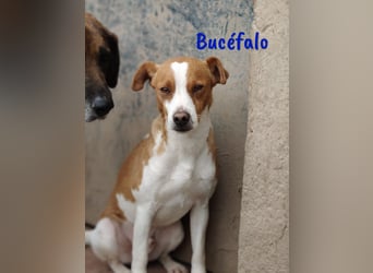 Bucéfalo 12/2022 (ESP) - zärtlicher und lieber, kleiner Bodeguero-Mischling!