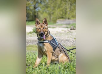 Bella2 SI – Aktive Hündin sucht passendes Zuhause