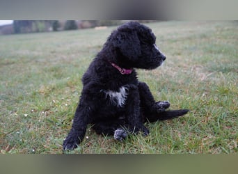Bergamasker Barbet Mix Doodle Bergamasco Franz. Wasserhund Bergadoodle für Allergiker nicht haarend
