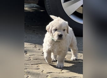 Wunderschöne Golden Retriever Welpen