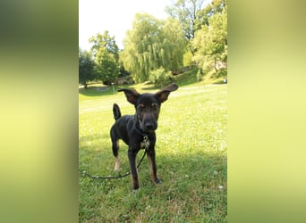 Oskar - in 71540 Murrhardt auf Pflegestelle