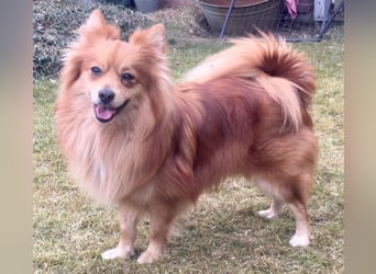 Cinnamon-SR, Süßer Spitz sucht ein Zuhause.