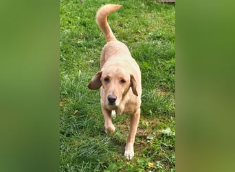 Charlie - Weit mehr als Ecken und Kanten (07806 Weira)