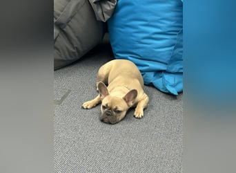 Schmusehund sucht neues liebevolles Zuhause