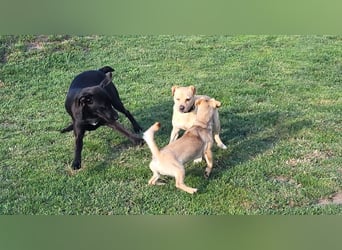 Winnie Piccolo: kleiner Charmeur sucht Dich