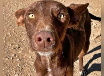 Chocolate, reserviert  anhänglicher, liebevoller ´, sozialer Podenco Bube