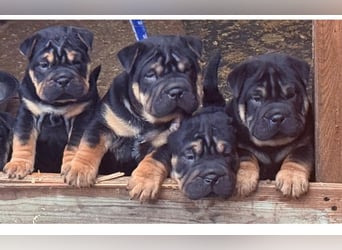 Bullpeiwelpen, Mischling aus englischer Bulldogge und Sharpei/Shar-Pei