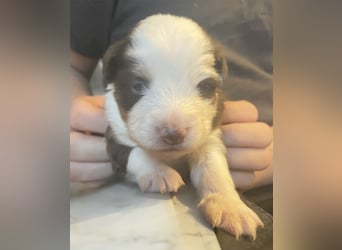 Mini American Shepherd / Mini Aussie
