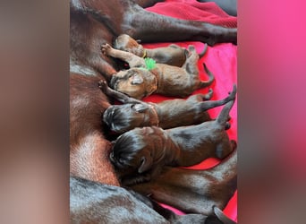Wurf Cane Corso/Flat & Broholmer